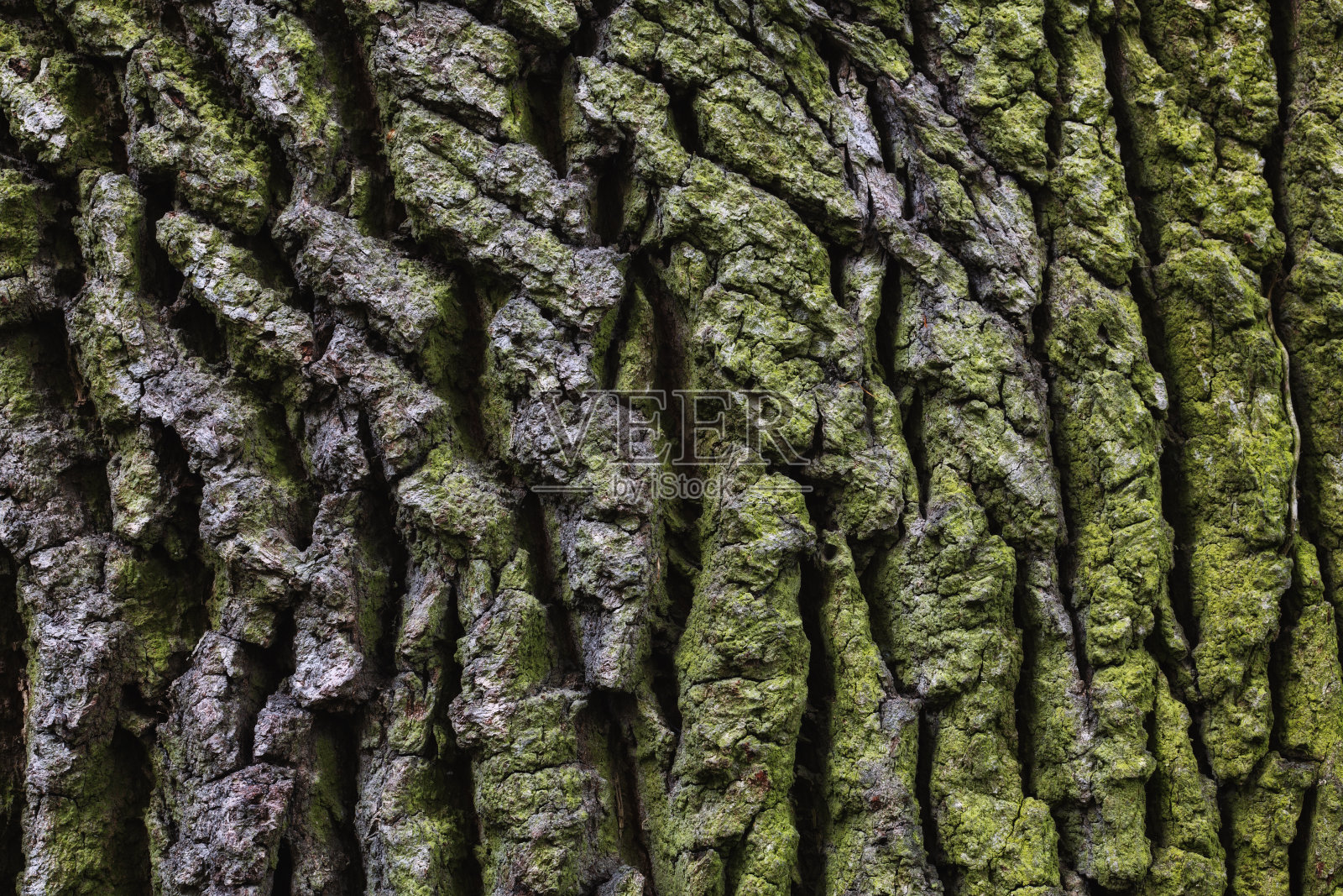 橡树的树皮照片摄影图片