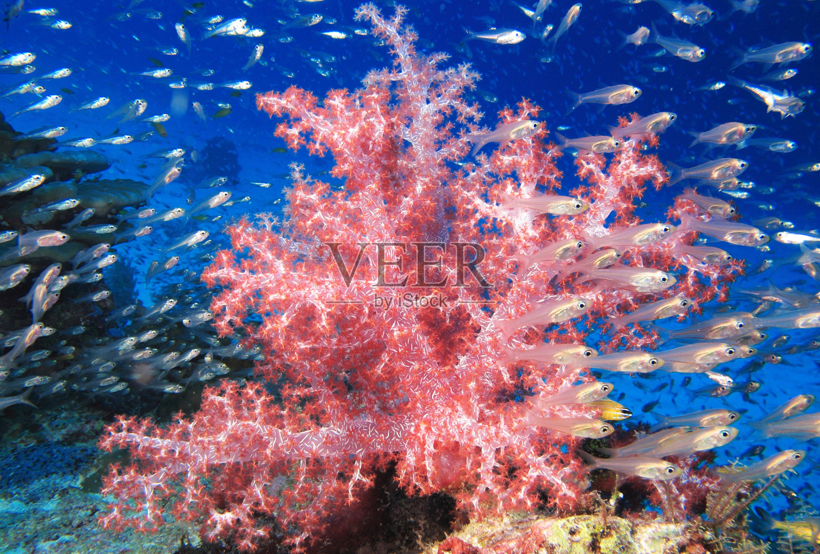 潜水,softcoral照片摄影图片