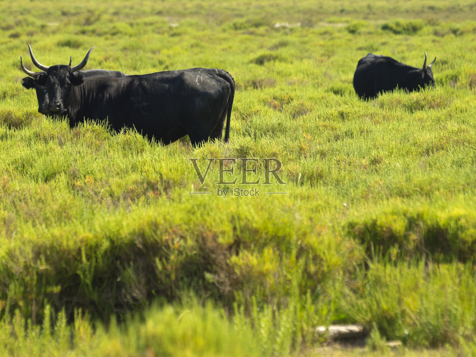 卡玛格一直公牛照片摄影图片