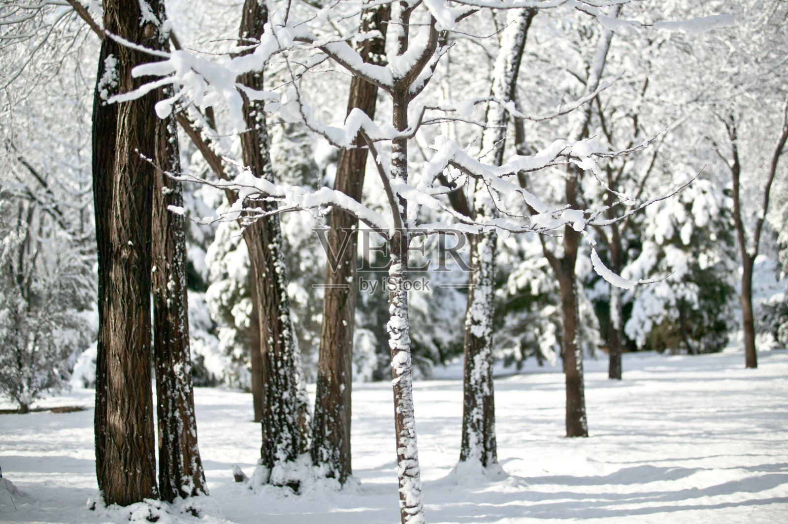 树和雪照片摄影图片