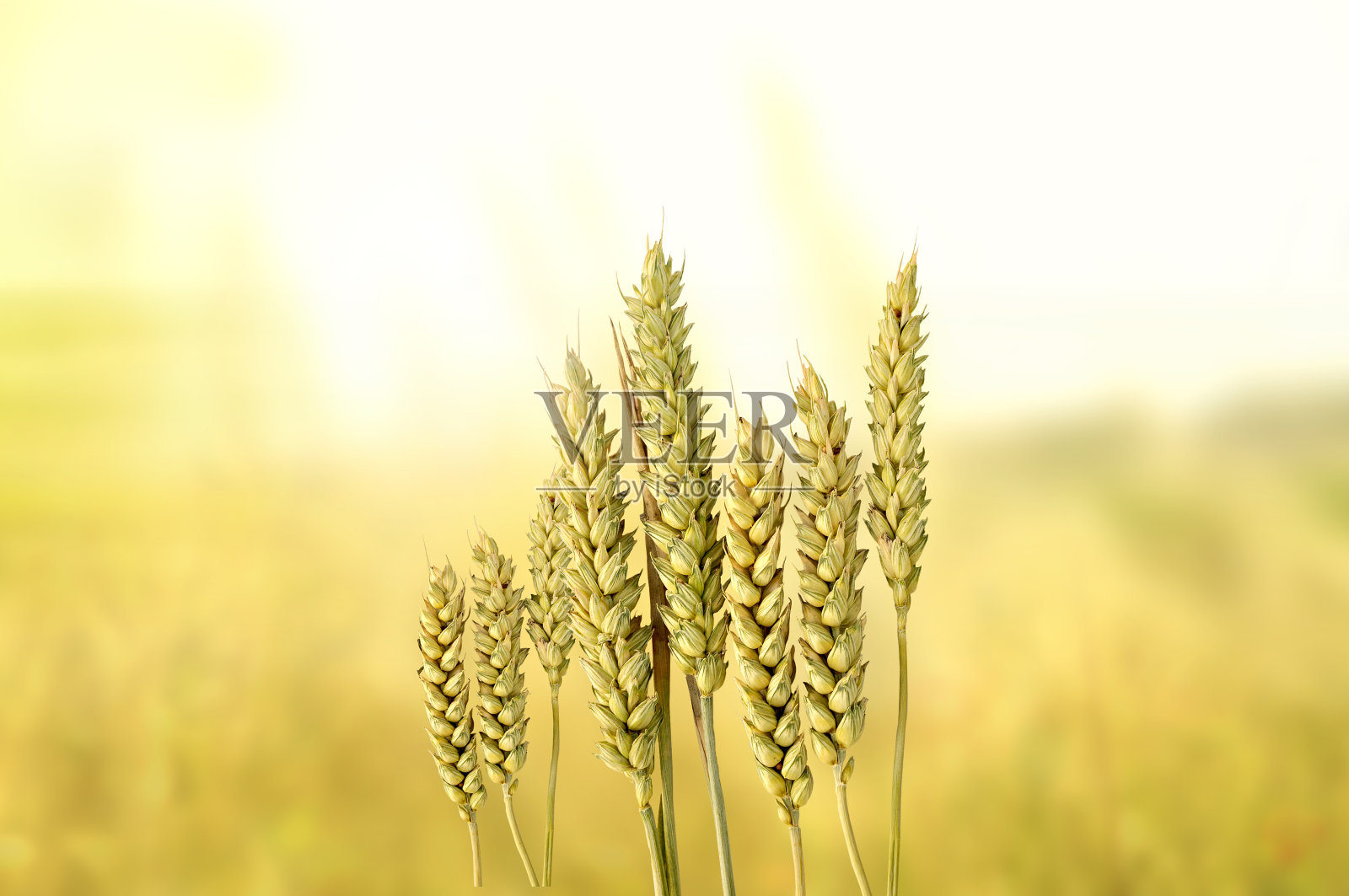 或照片摄影图片