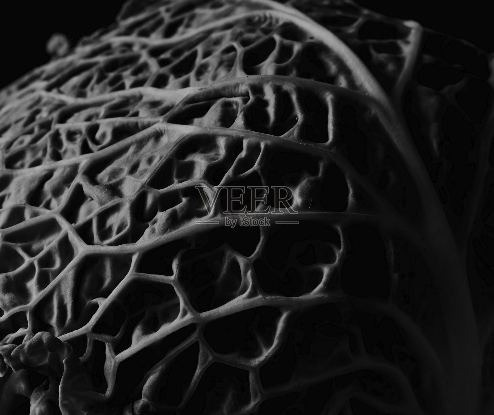 黑色和白色的萨伏伊卷心菜照片摄影图片