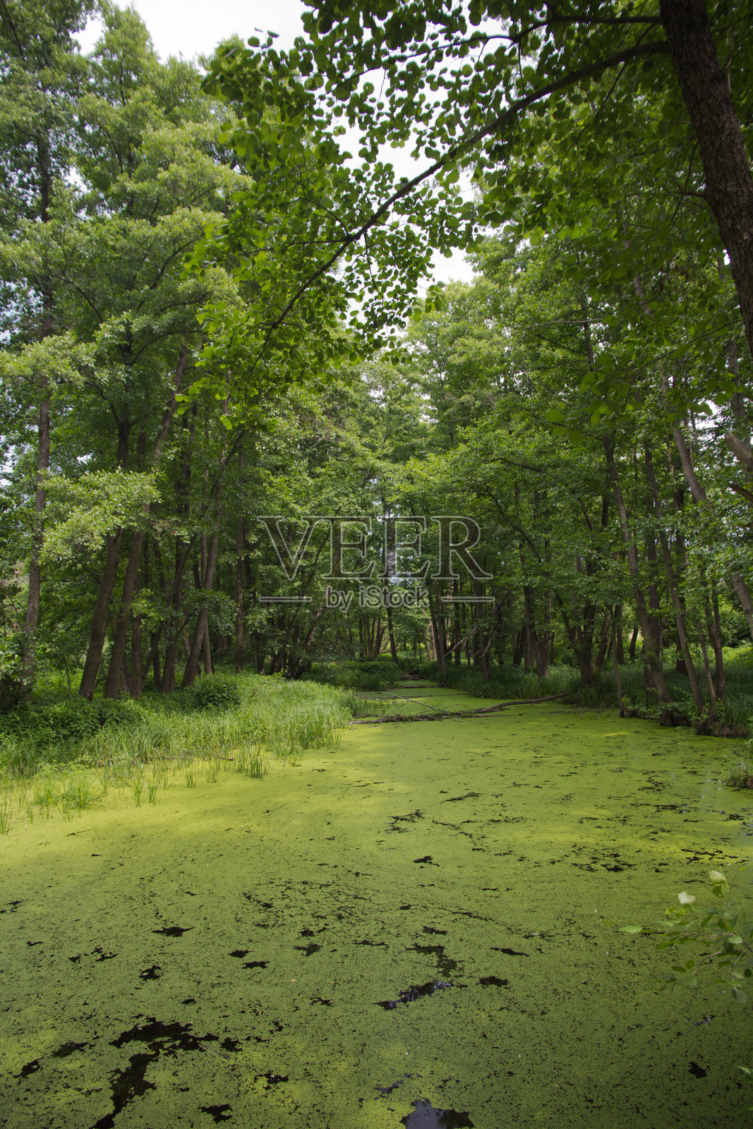 夏日森林湖照片摄影图片
