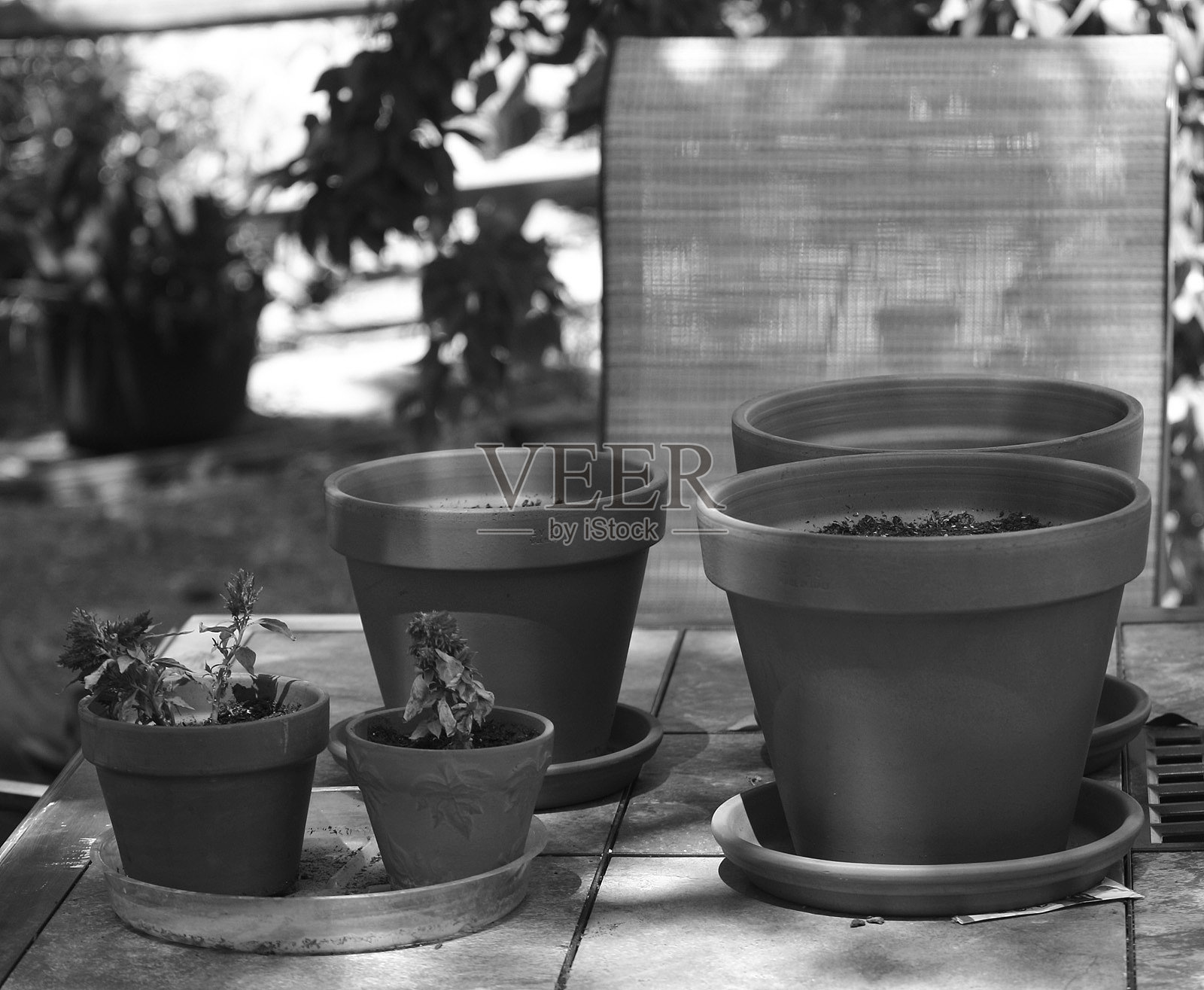 春天照片摄影图片