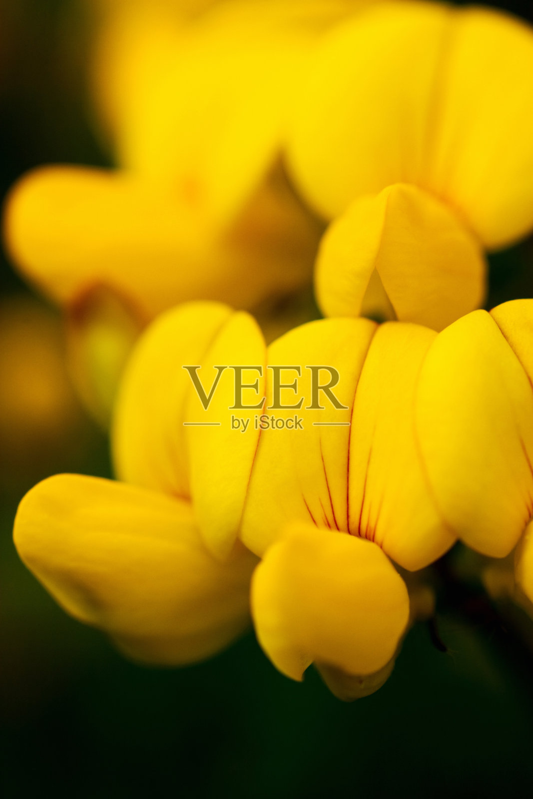 鸟脚三叶草照片摄影图片