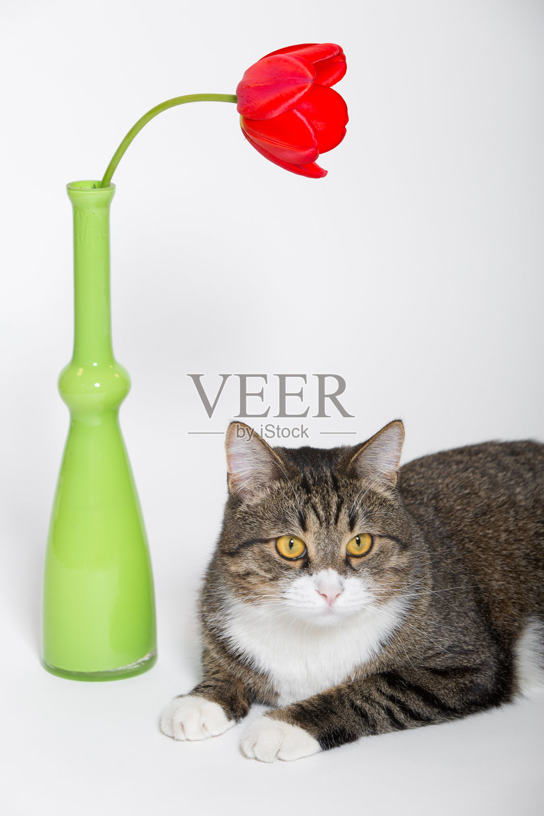 在和红色郁金香照片摄影图片