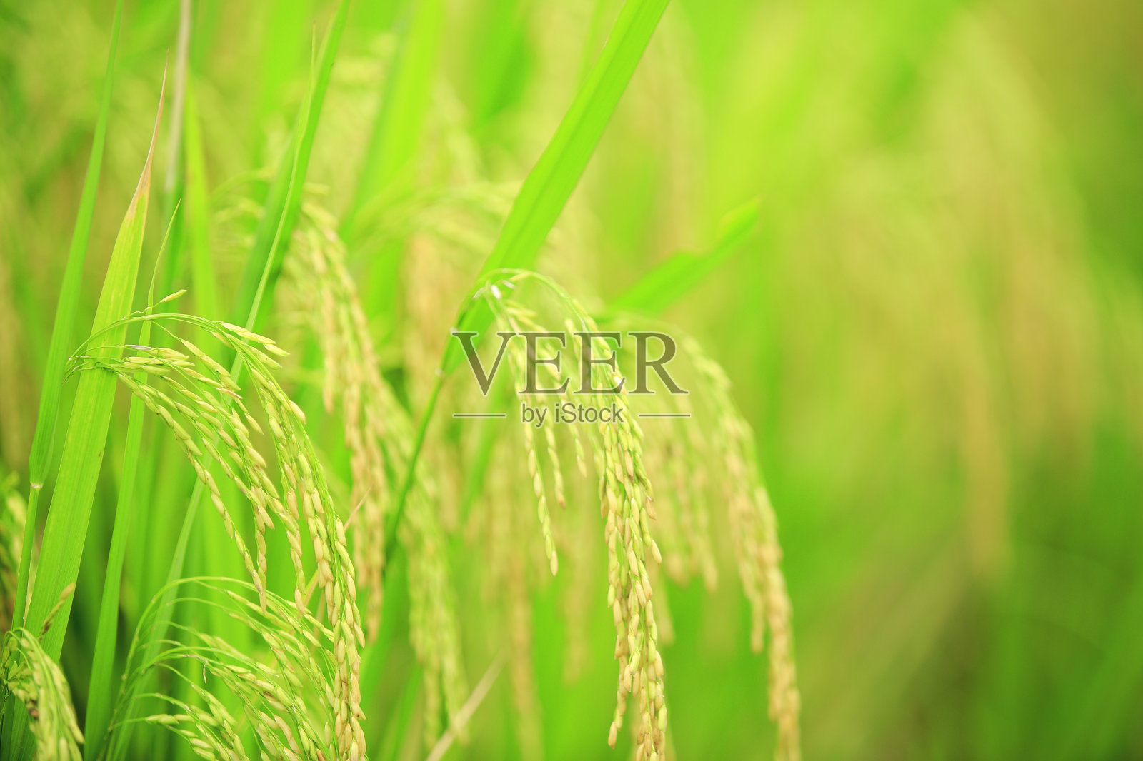 稻田照片摄影图片