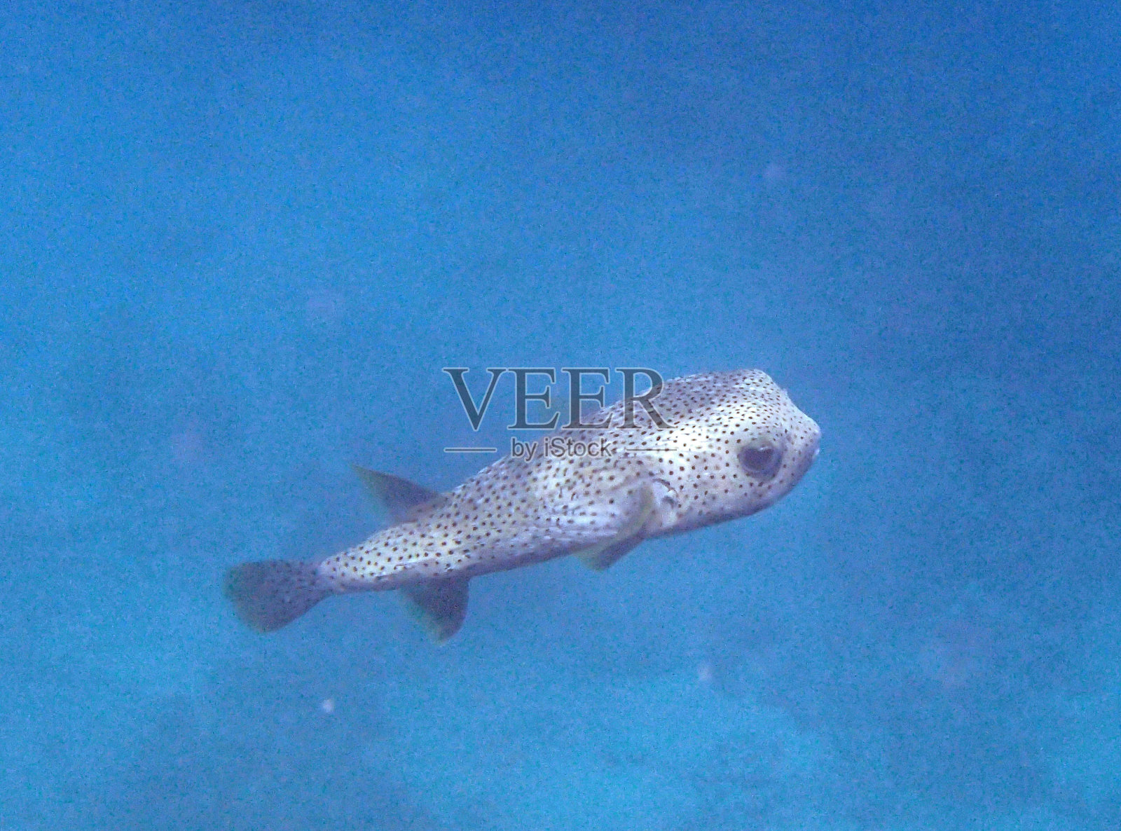 在红海里浮潜照片摄影图片