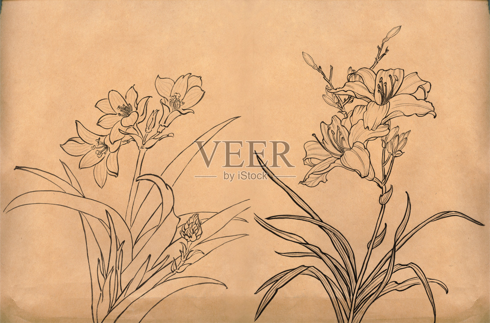 中国画以纸的肌理——线描、花插画图片素材