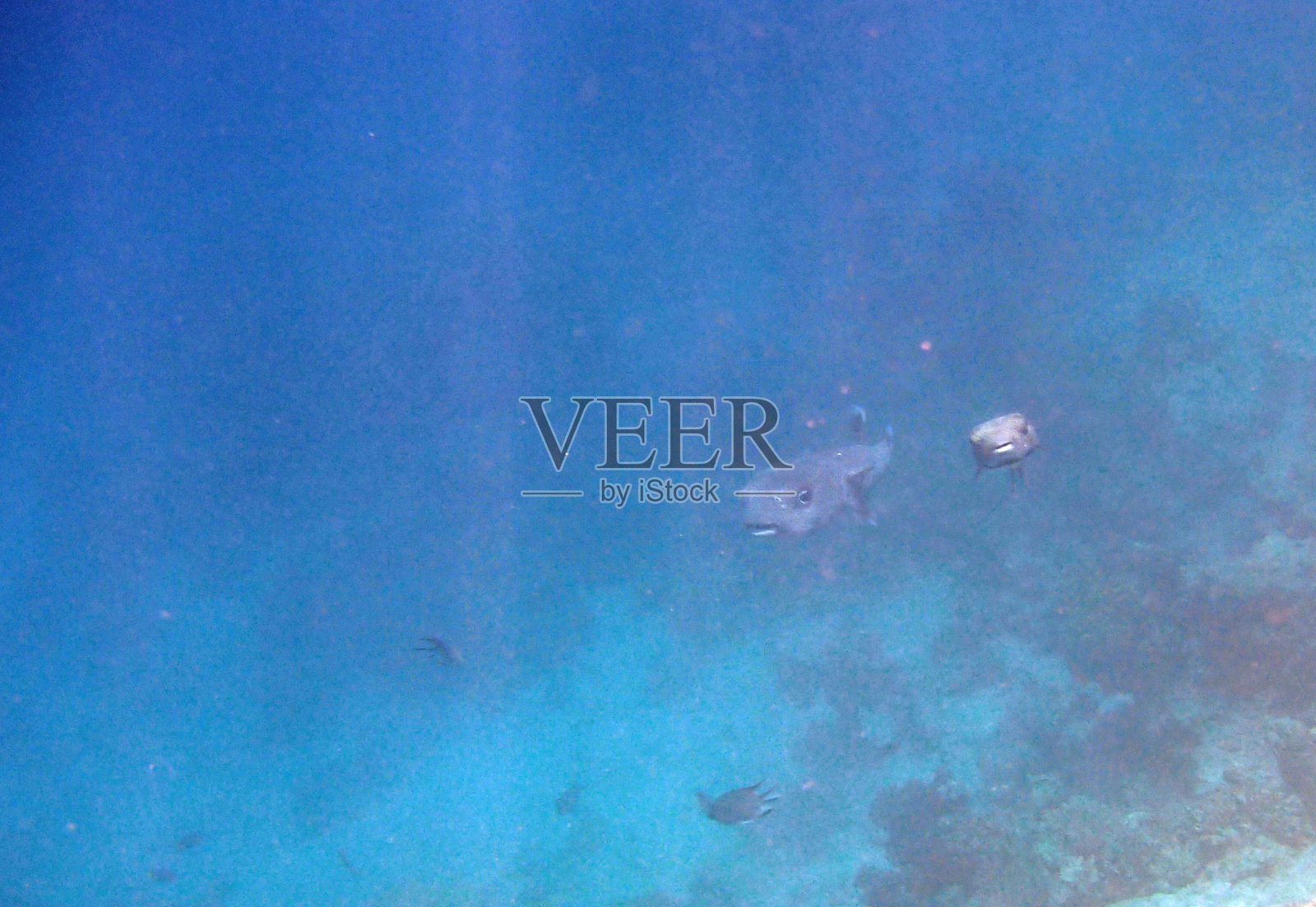 在红海里浮潜照片摄影图片