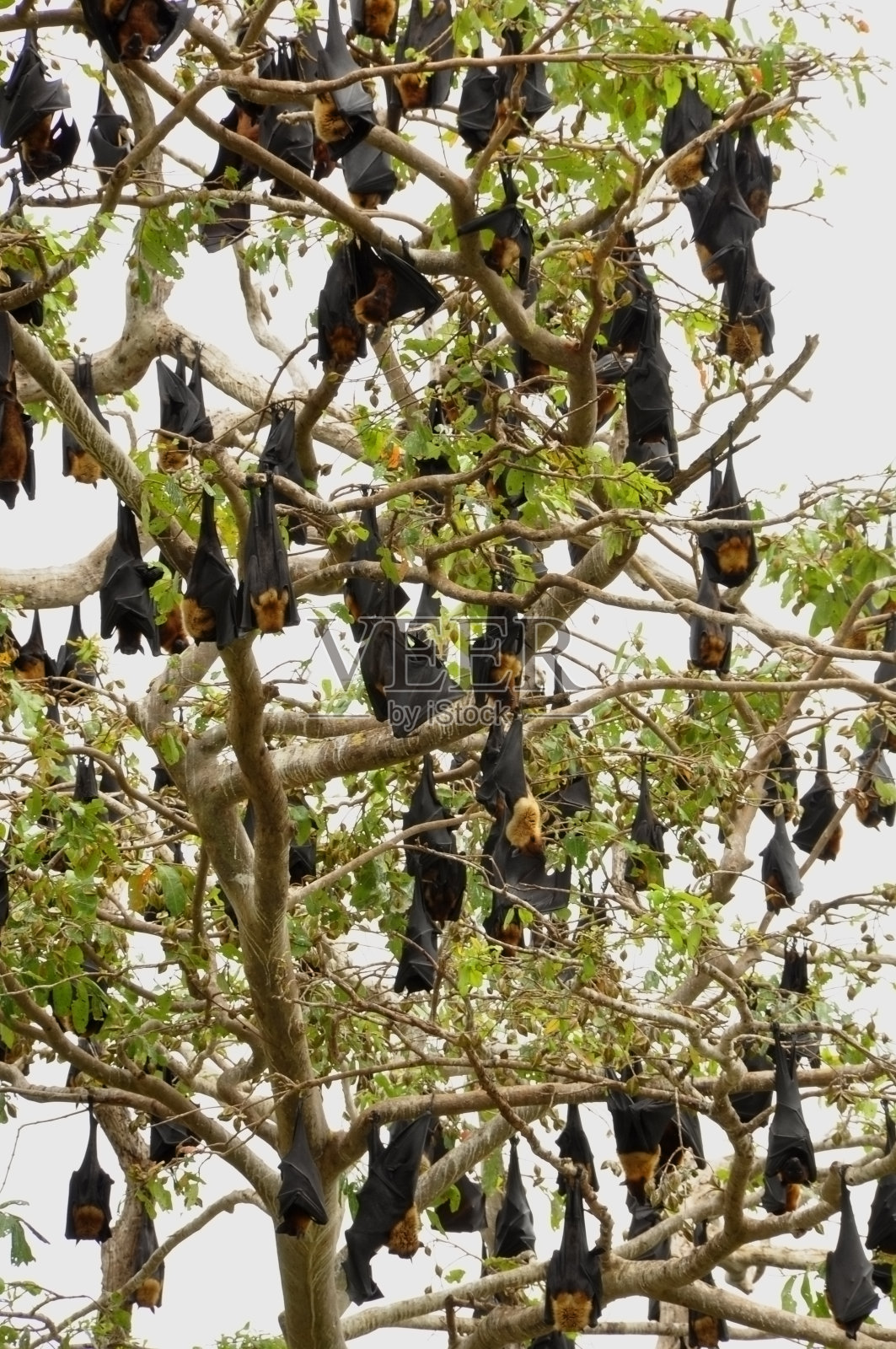 果蝠(Fam;狐蝠科)照片摄影图片