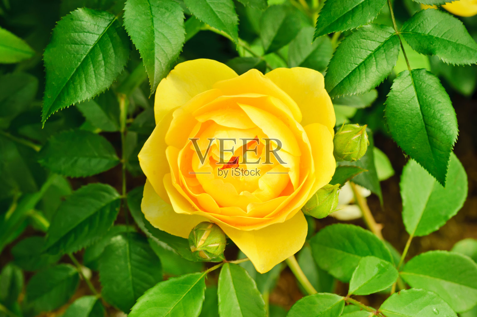 黄玫瑰照片摄影图片