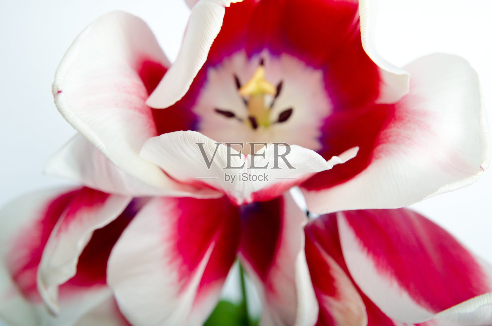 花的特写镜头照片摄影图片