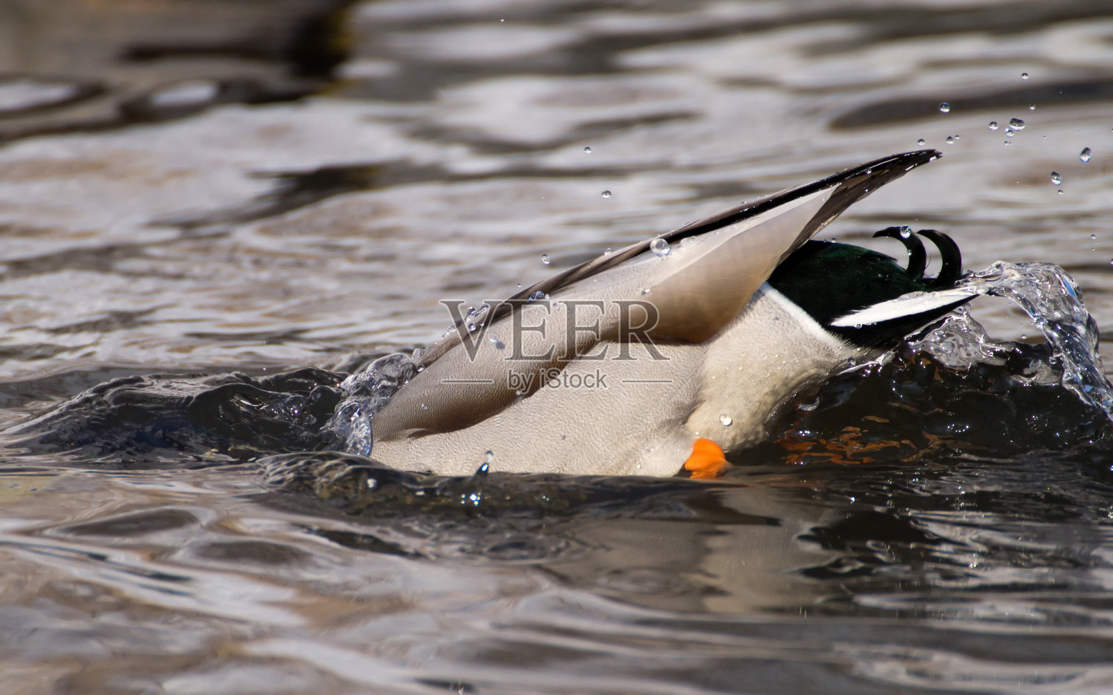 湖上的鸭子照片摄影图片