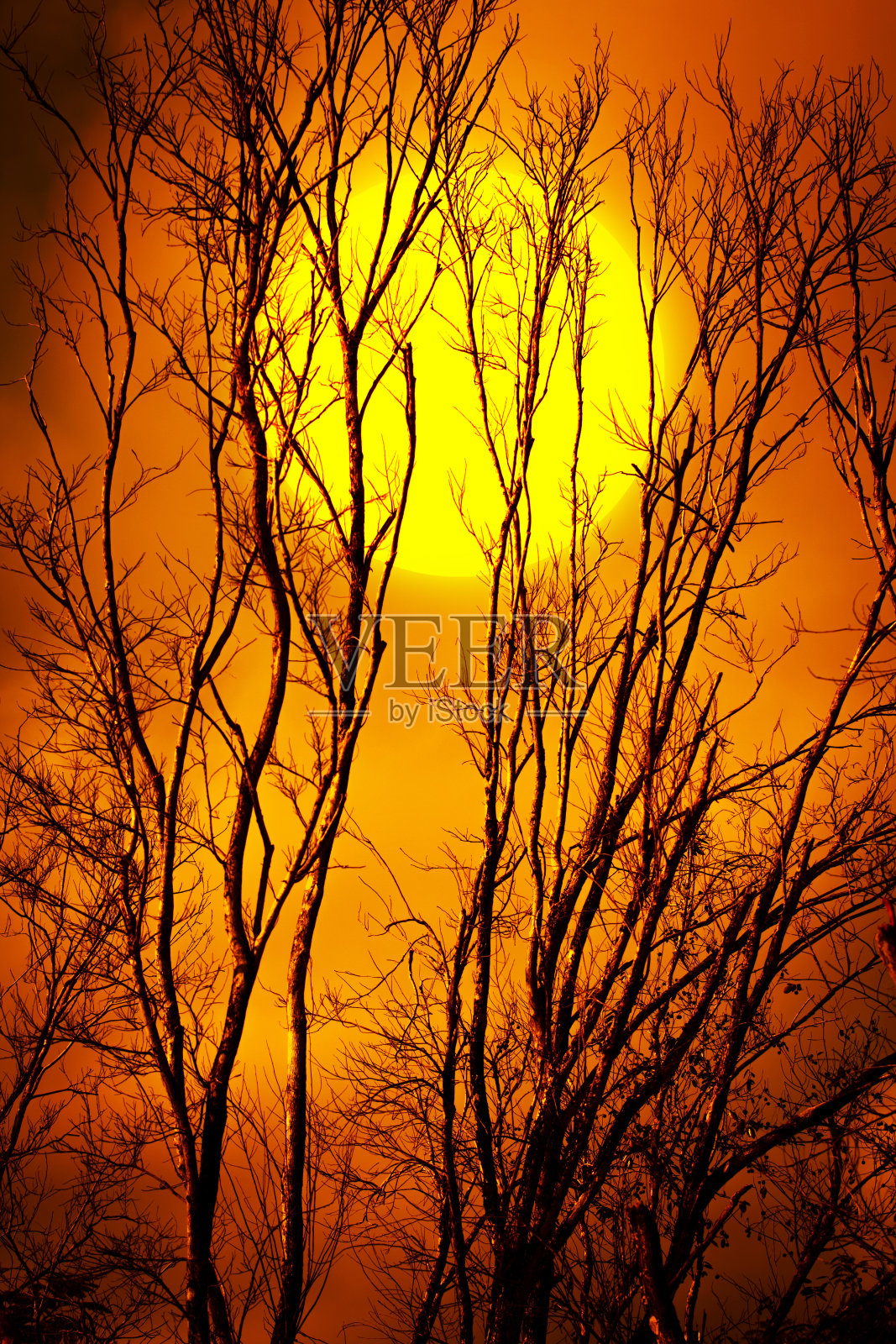 黑暗的天空和月亮下，一棵枯树的剪影照片摄影图片