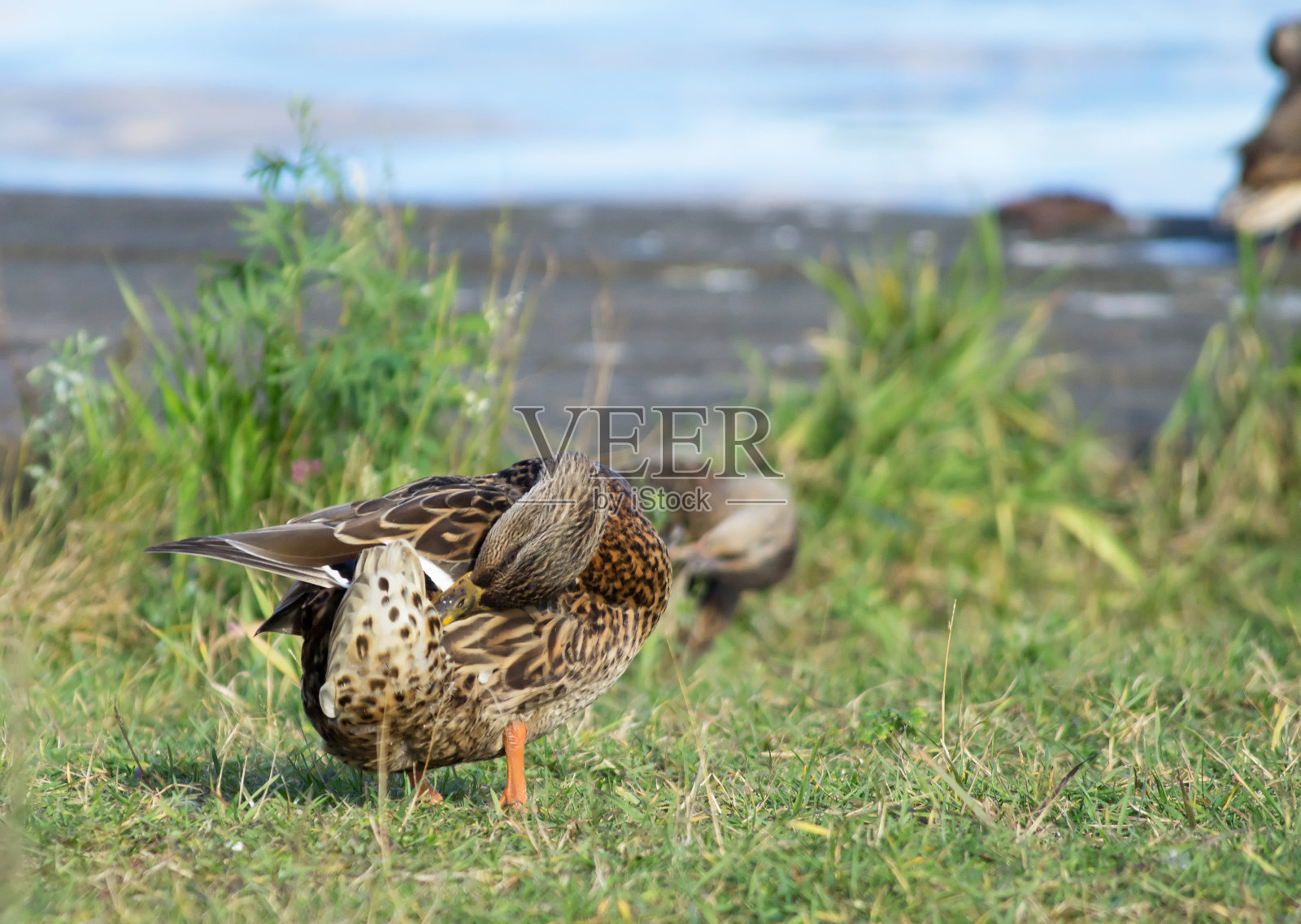湖上的鸭子照片摄影图片
