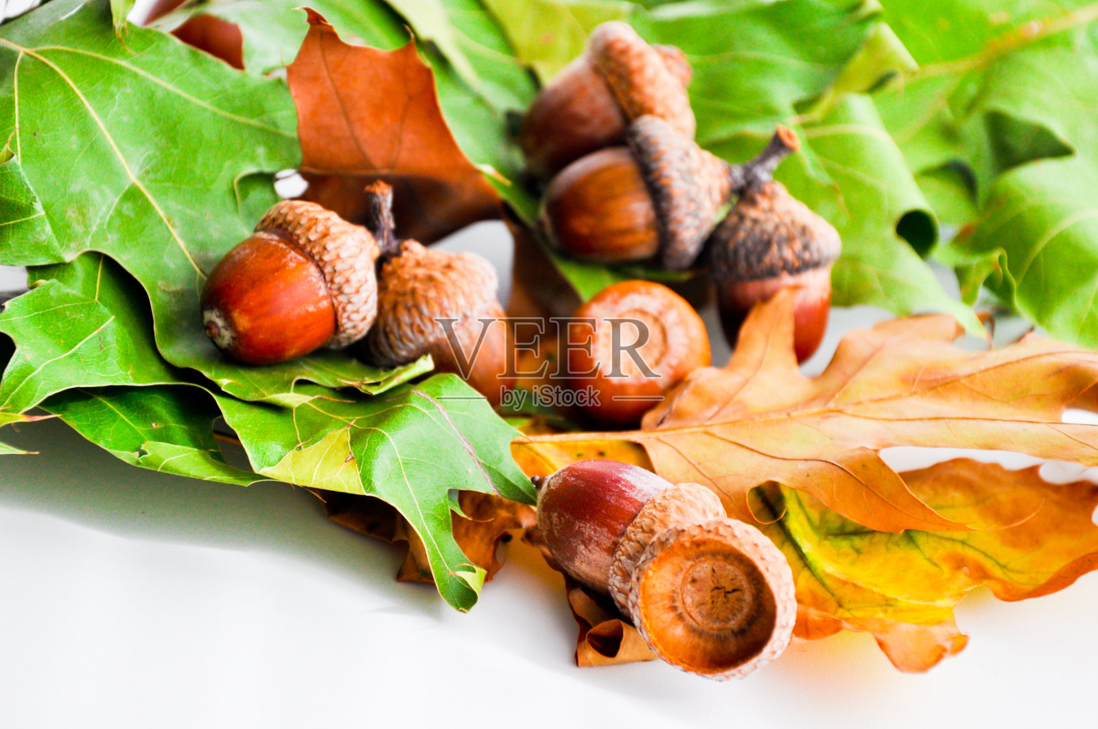 橡树橡子地毯在秋天照片摄影图片