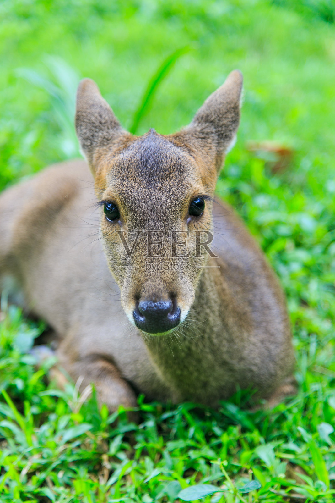 年轻的树皮鹿照片摄影图片