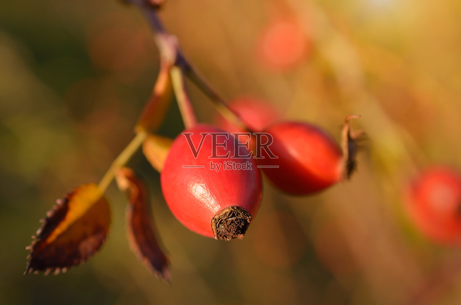 红玫瑰果照片摄影图片