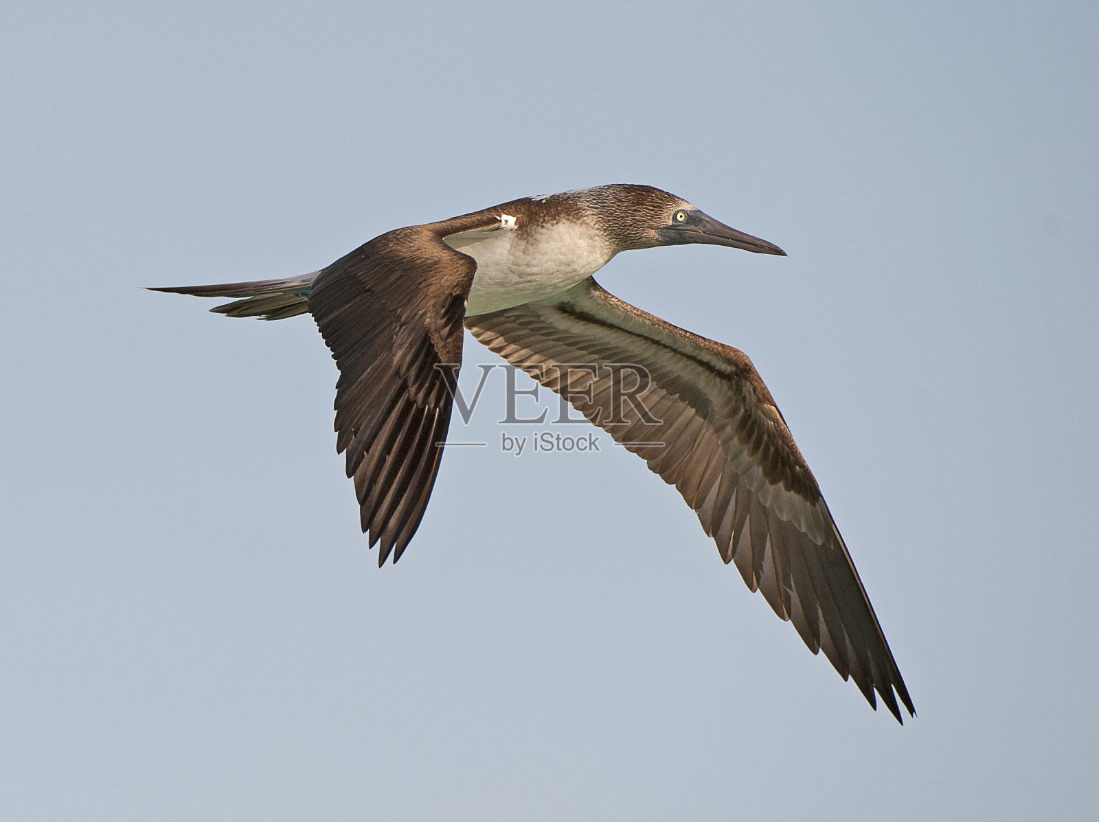 一只蓝脚鲣鸟向下拍打翅膀，加拉帕戈斯照片摄影图片