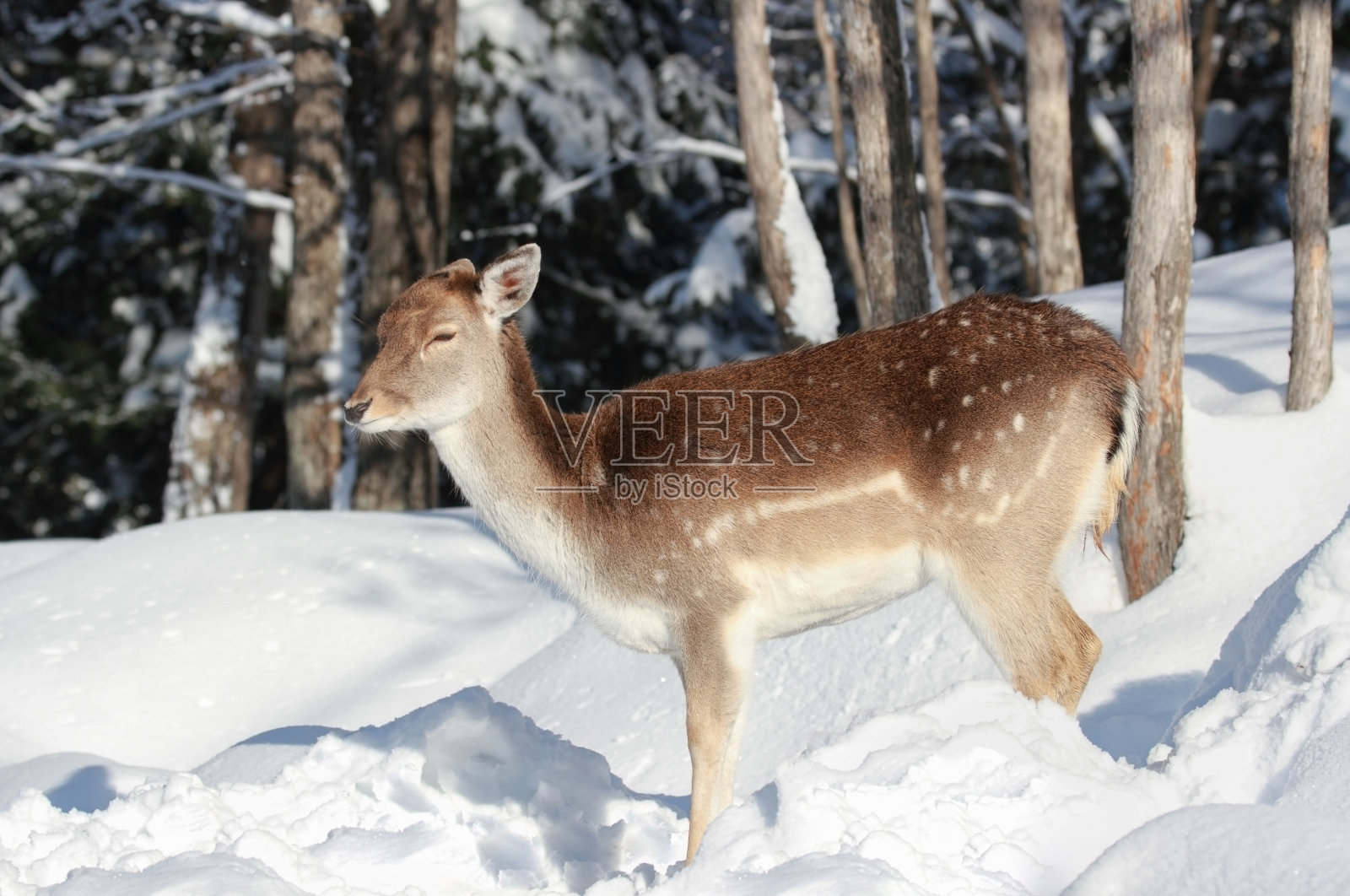 鹿在雪照片摄影图片