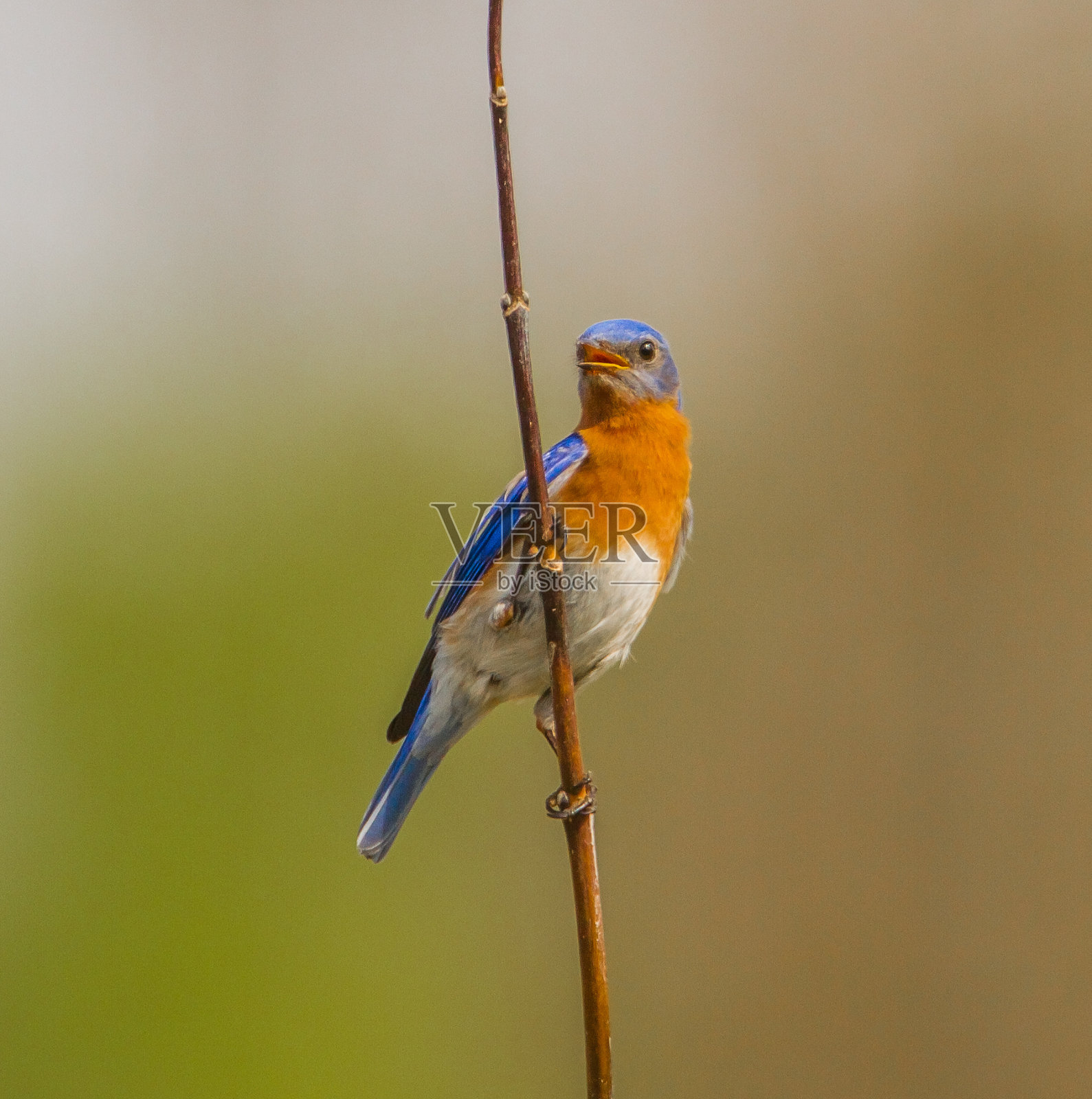 东方蓝知更鸟照片摄影图片
