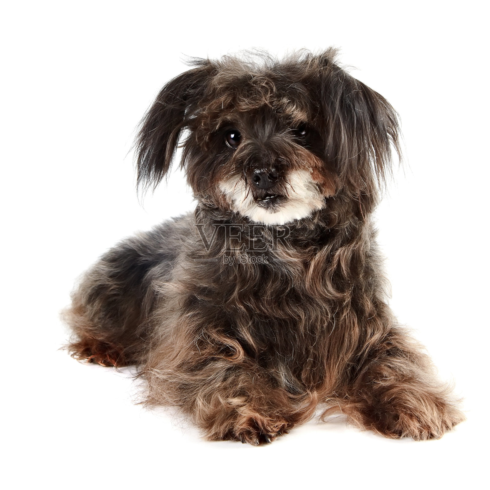 可笑的小杂种照片摄影图片