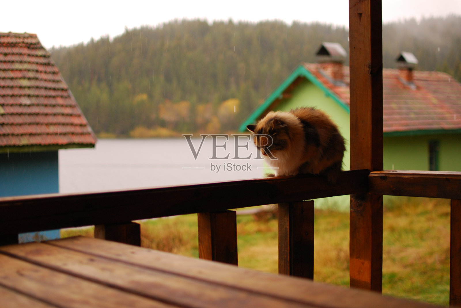 雨中的猫照片摄影图片