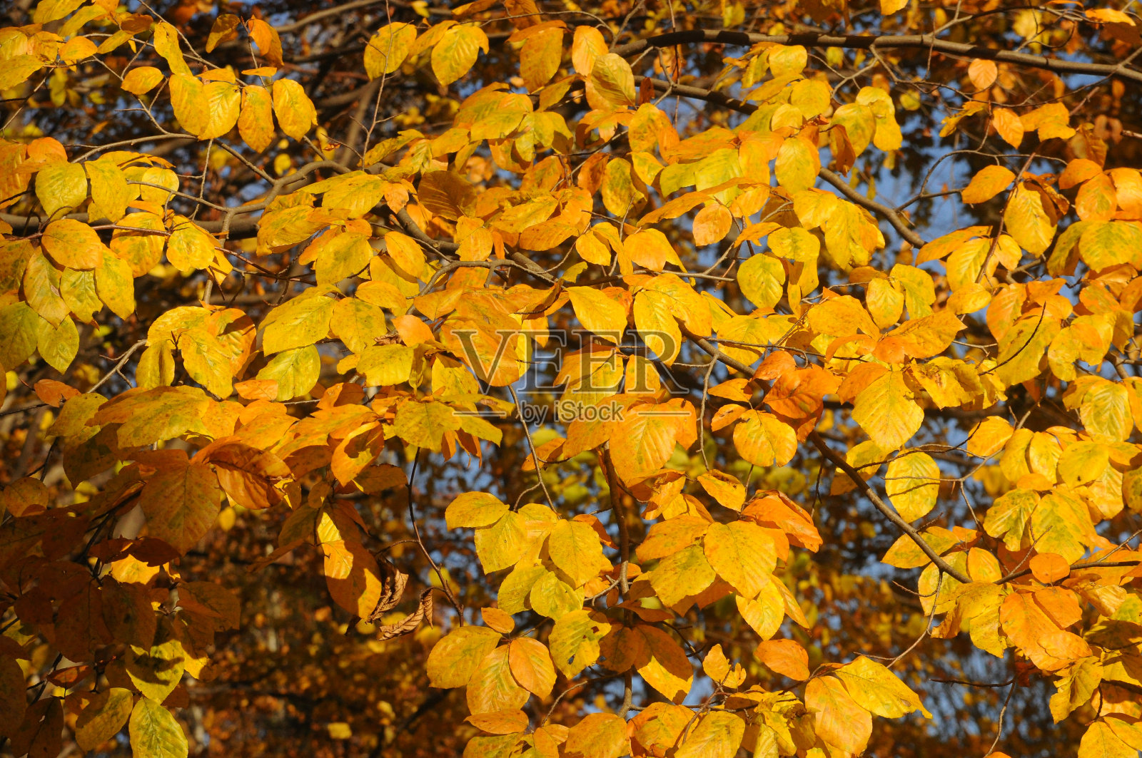 秋天照片摄影图片