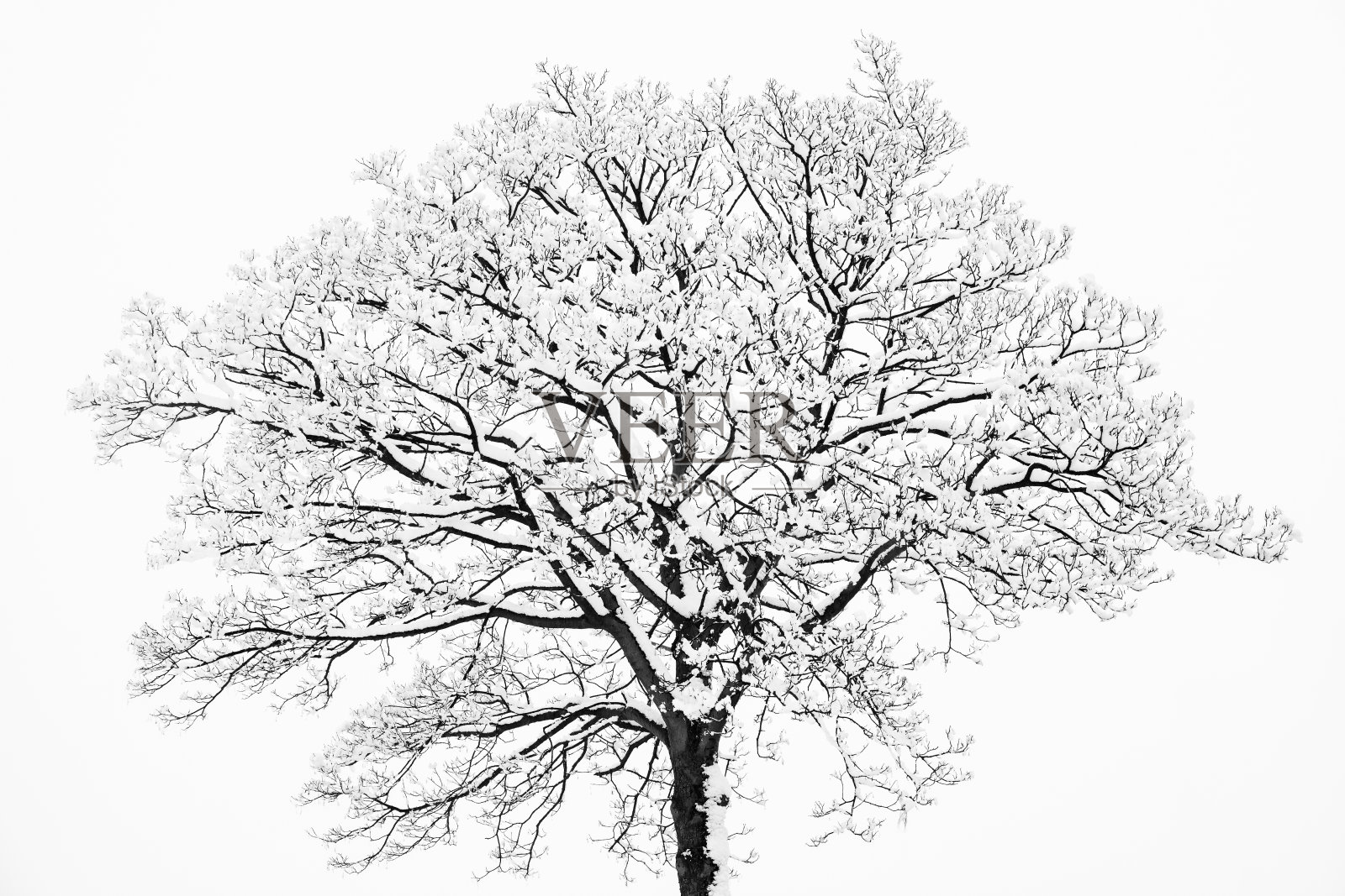 冰雪覆盖的树木和树枝在寒冷的冬季景观中照片摄影图片