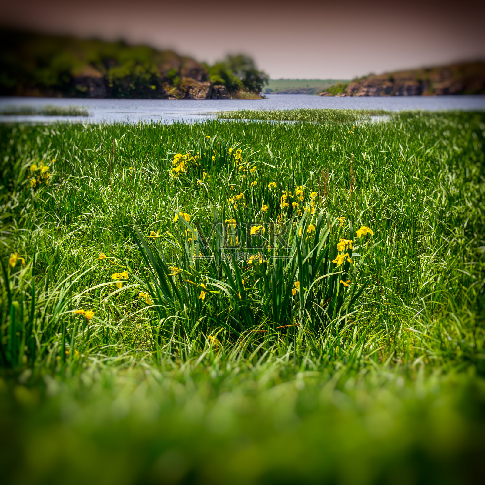 水草照片摄影图片