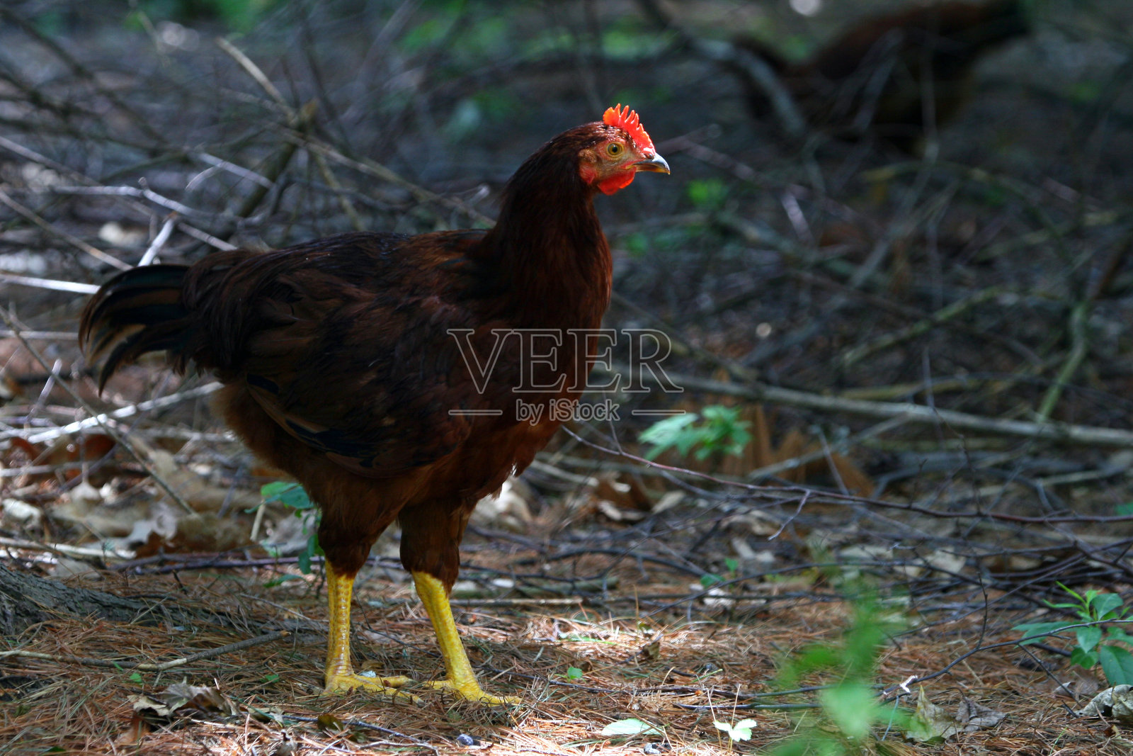 罗德岛红鸡照片摄影图片