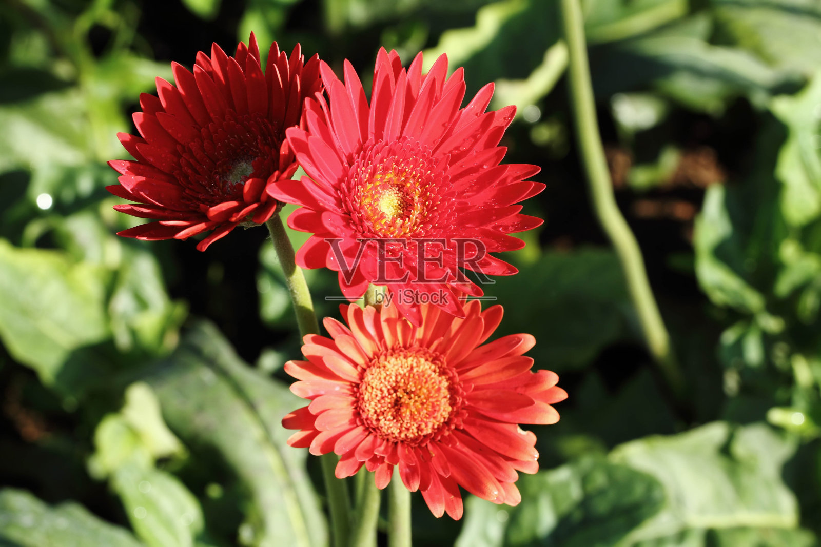 红色的花照片摄影图片