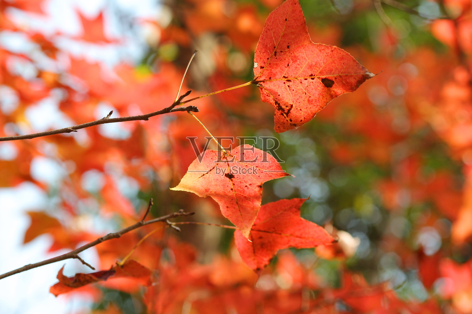 红叶在天空，九潭草，香港照片摄影图片