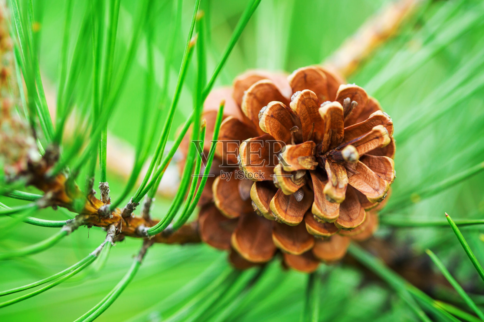 棕色松果挂在树枝上照片摄影图片