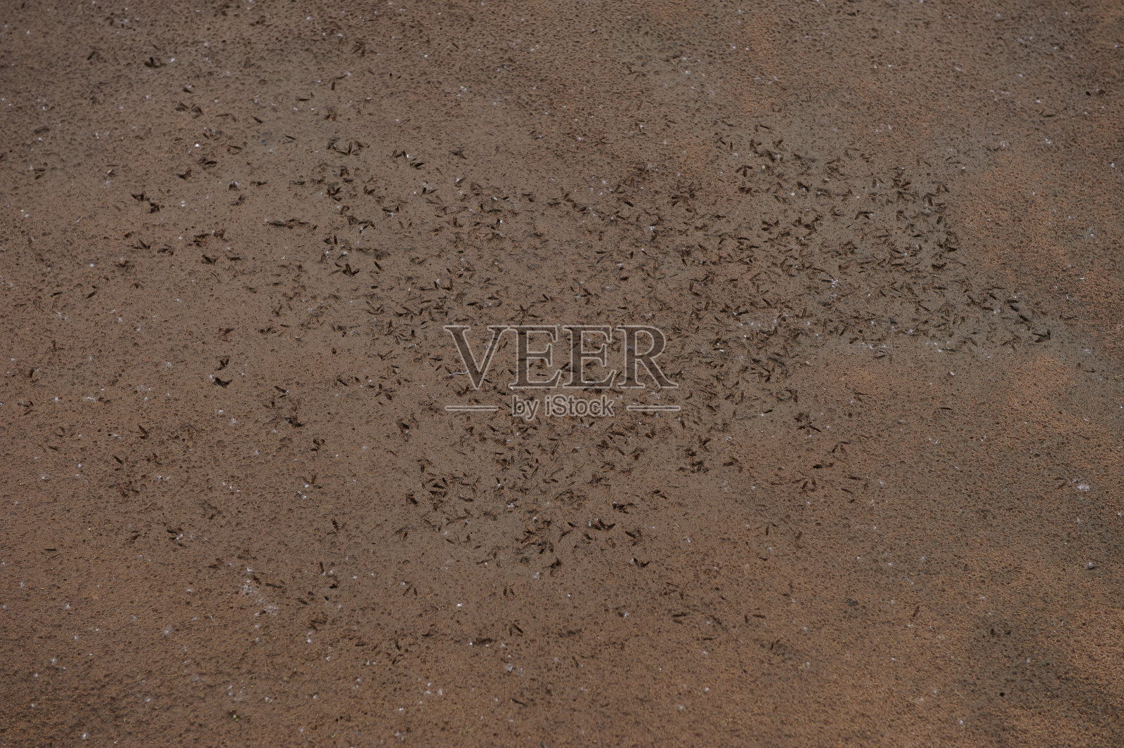 鸟的足迹。照片摄影图片