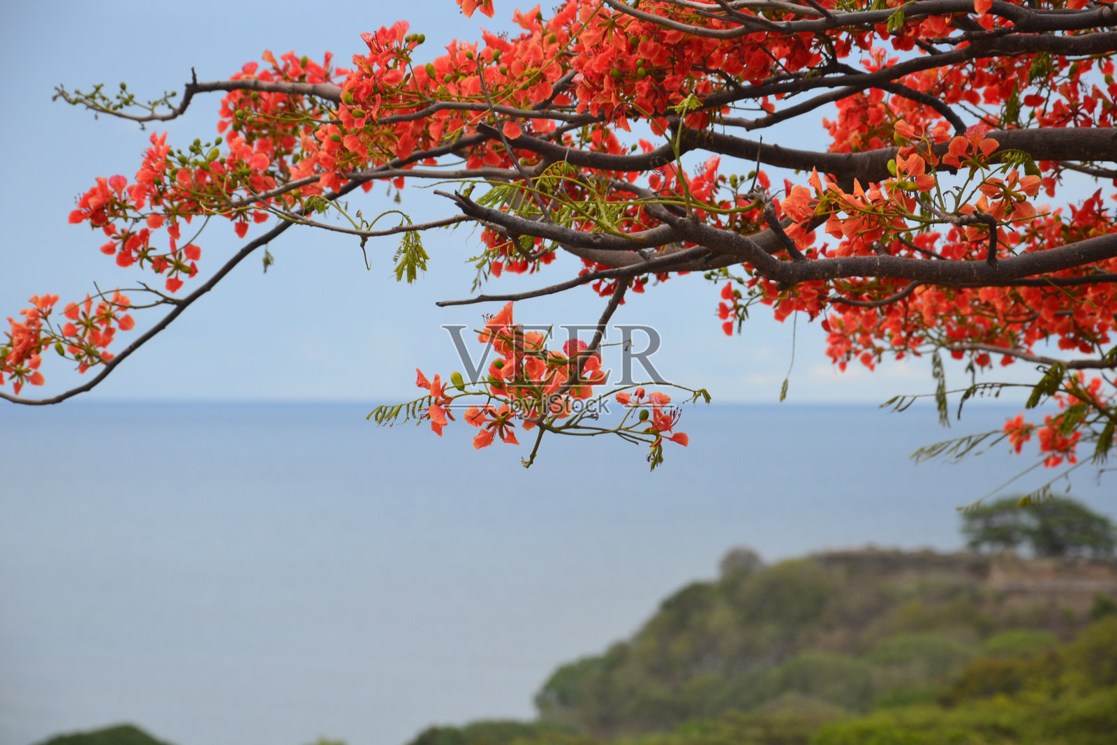 有红花的树枝照片摄影图片