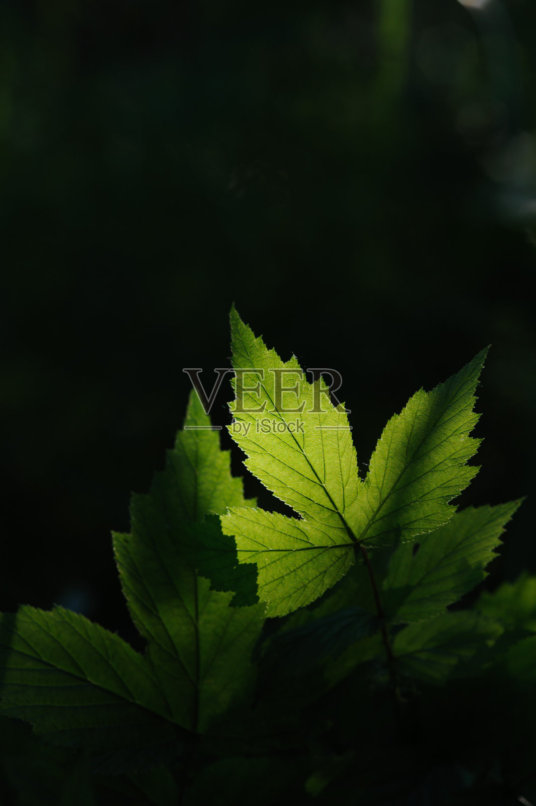 绿色的树叶。照片摄影图片