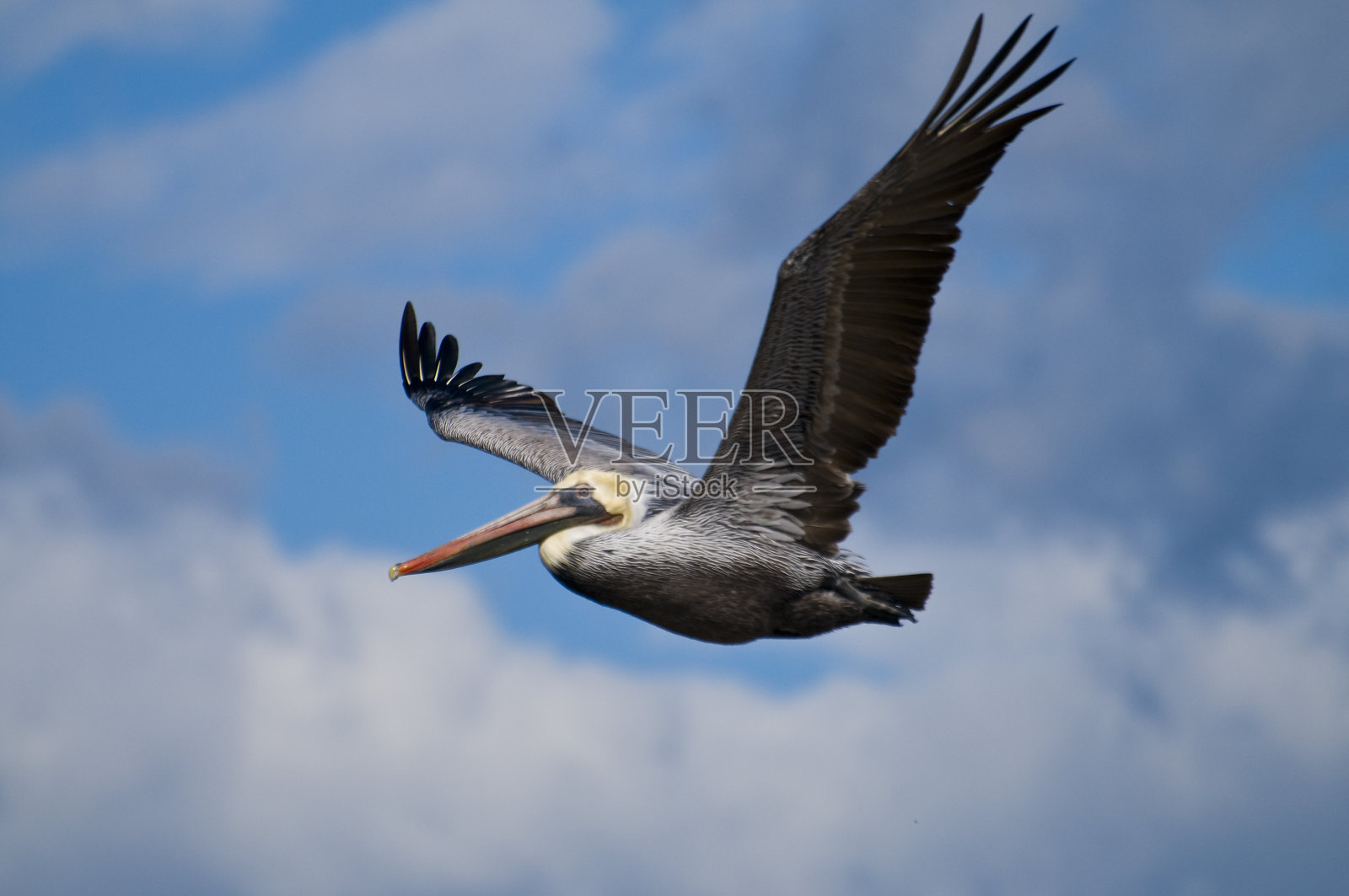 飞行中的褐鹈鹕照片摄影图片