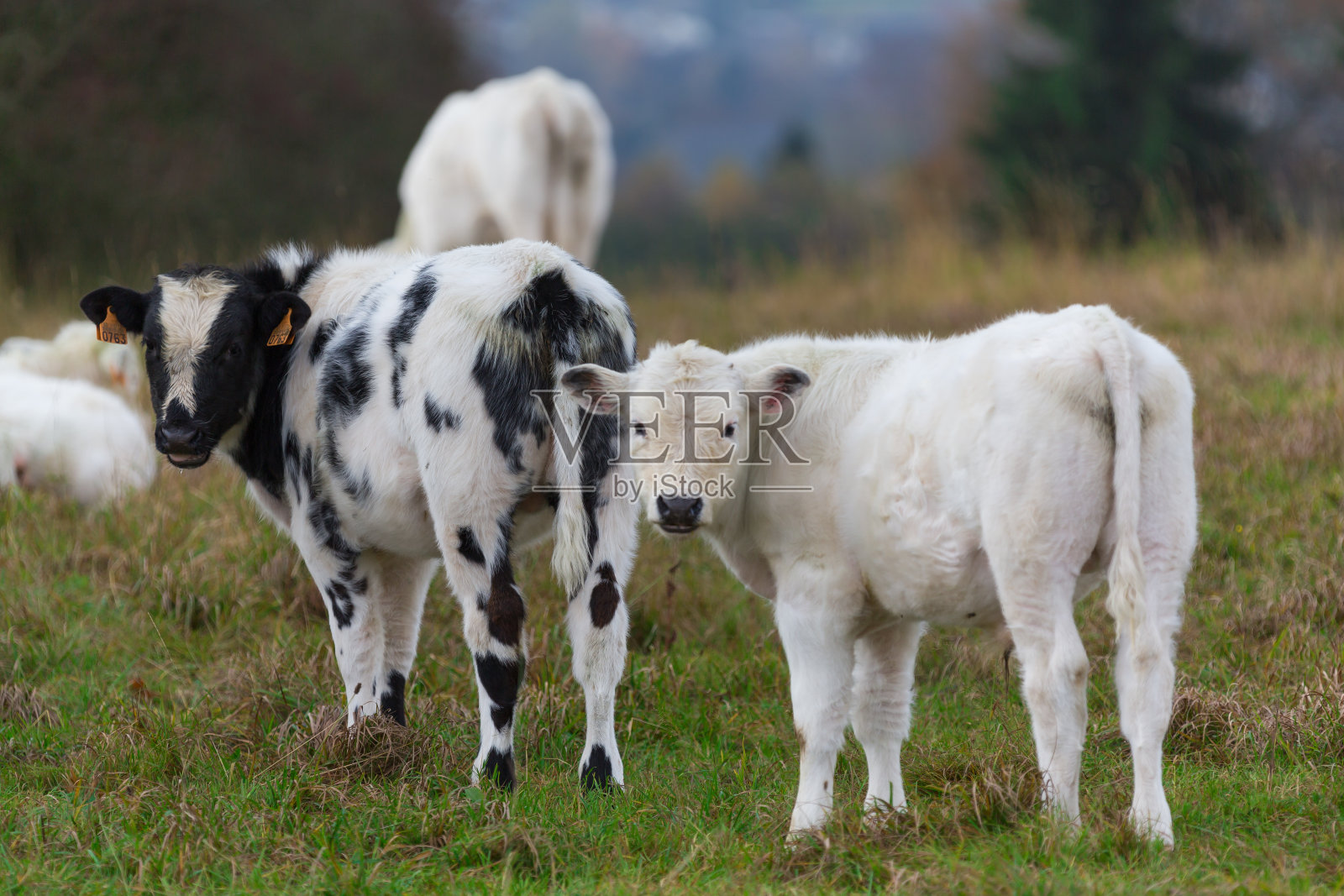 草地上的牛照片摄影图片