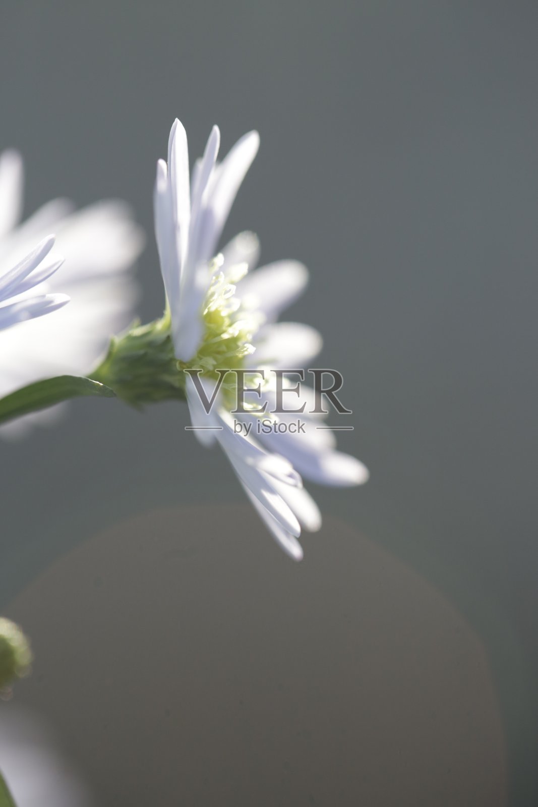 鲜花和植物照片摄影图片