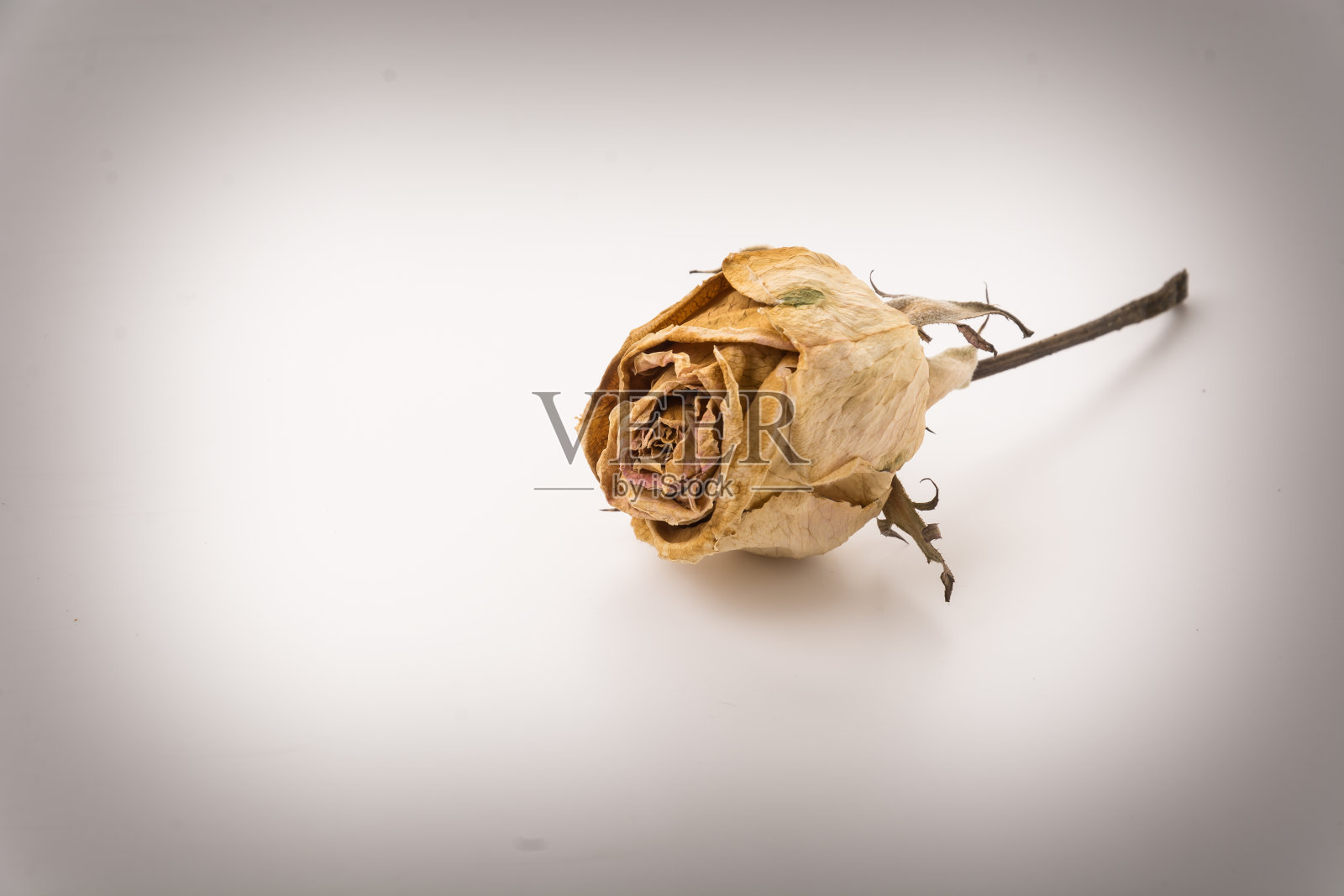 干燥的白玫瑰照片摄影图片