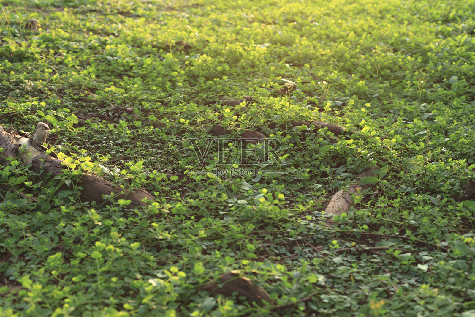 地上的草照片摄影图片