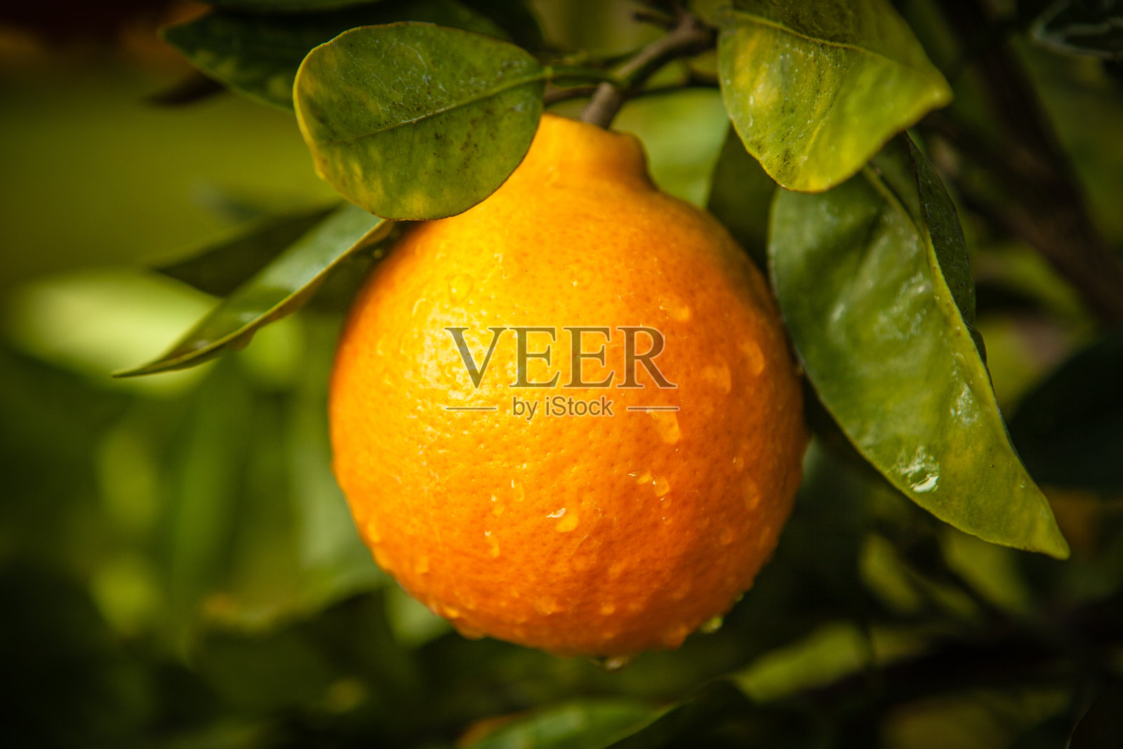 树上成熟的橘子照片摄影图片