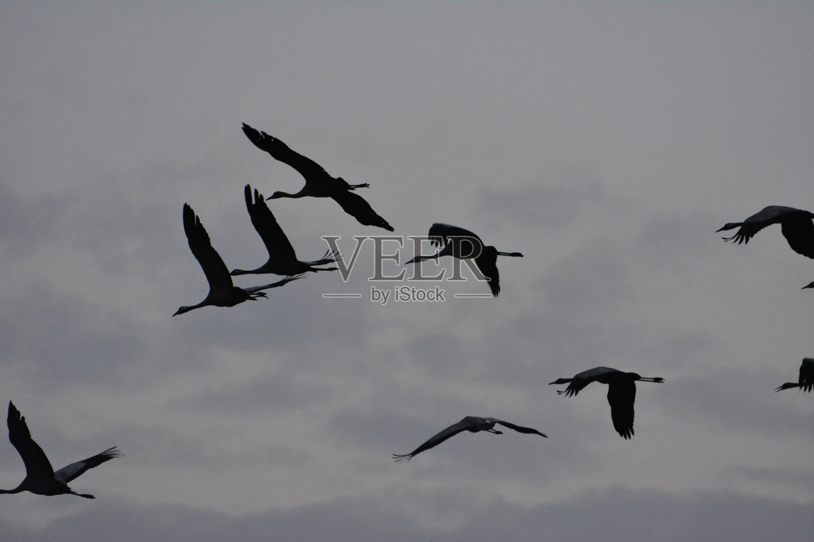 飞鹤照片摄影图片