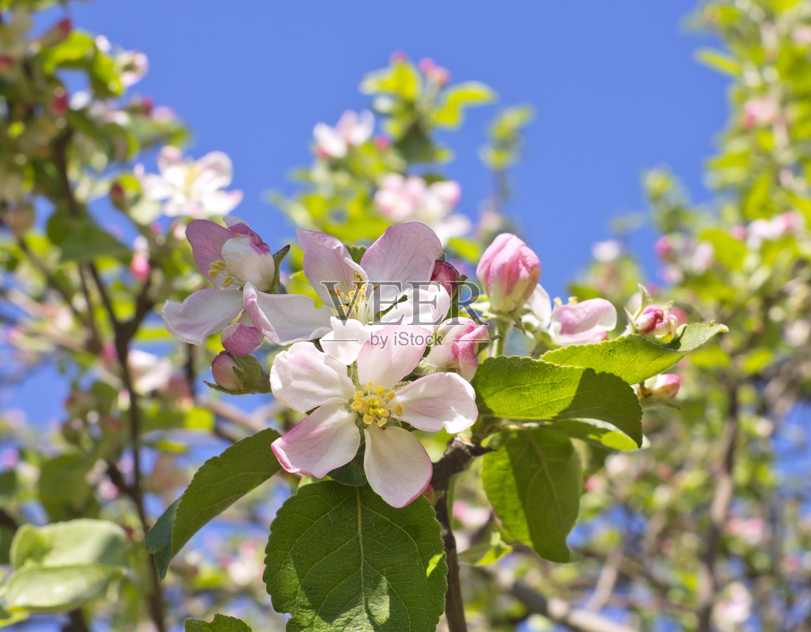 苹果花背景照片摄影图片