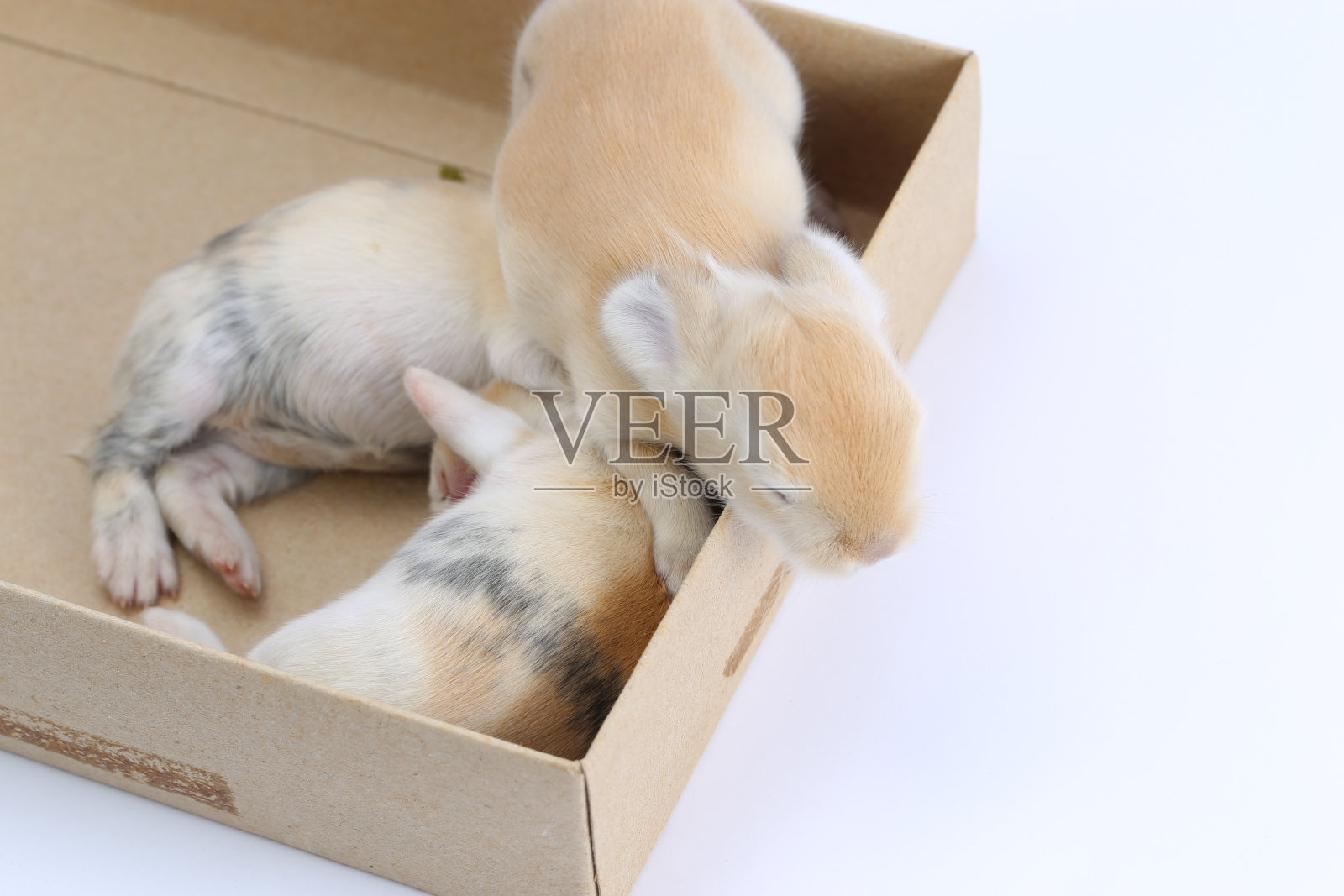 兔宝宝照片摄影图片