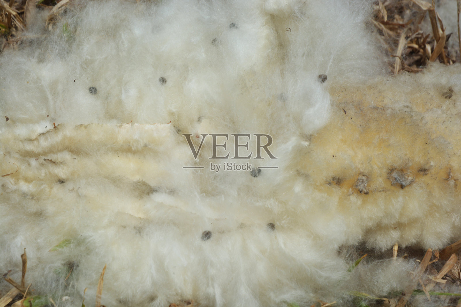 木棉照片摄影图片