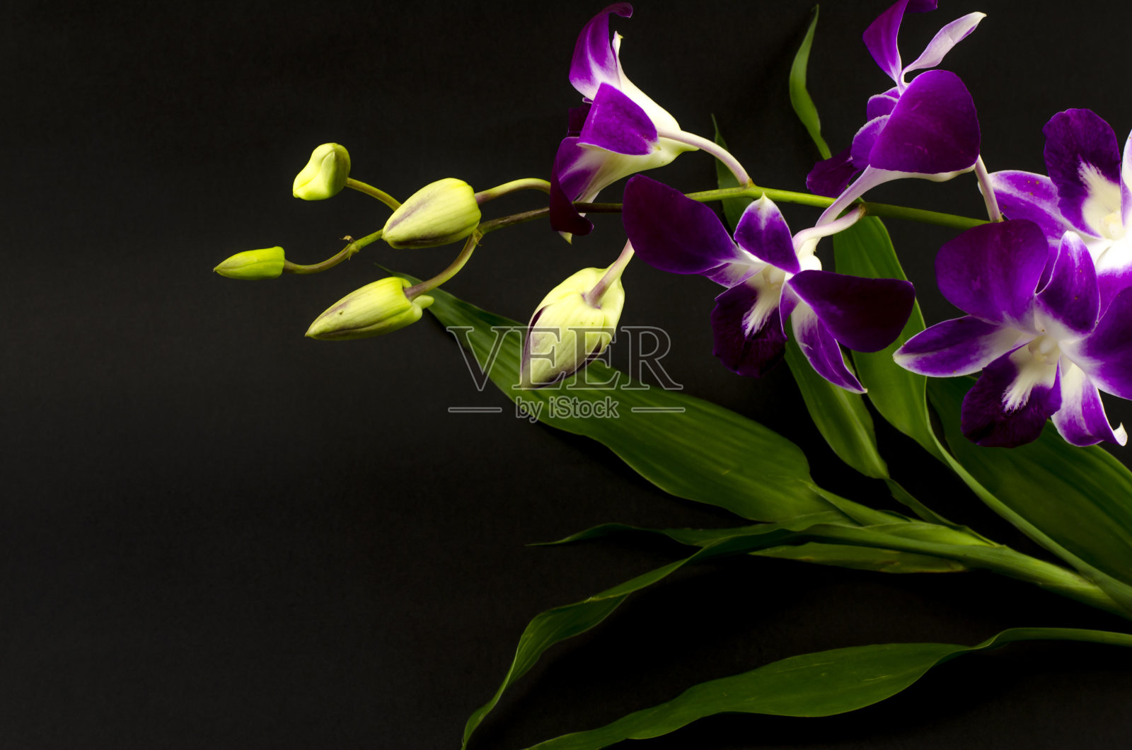 美丽的兰花照片摄影图片