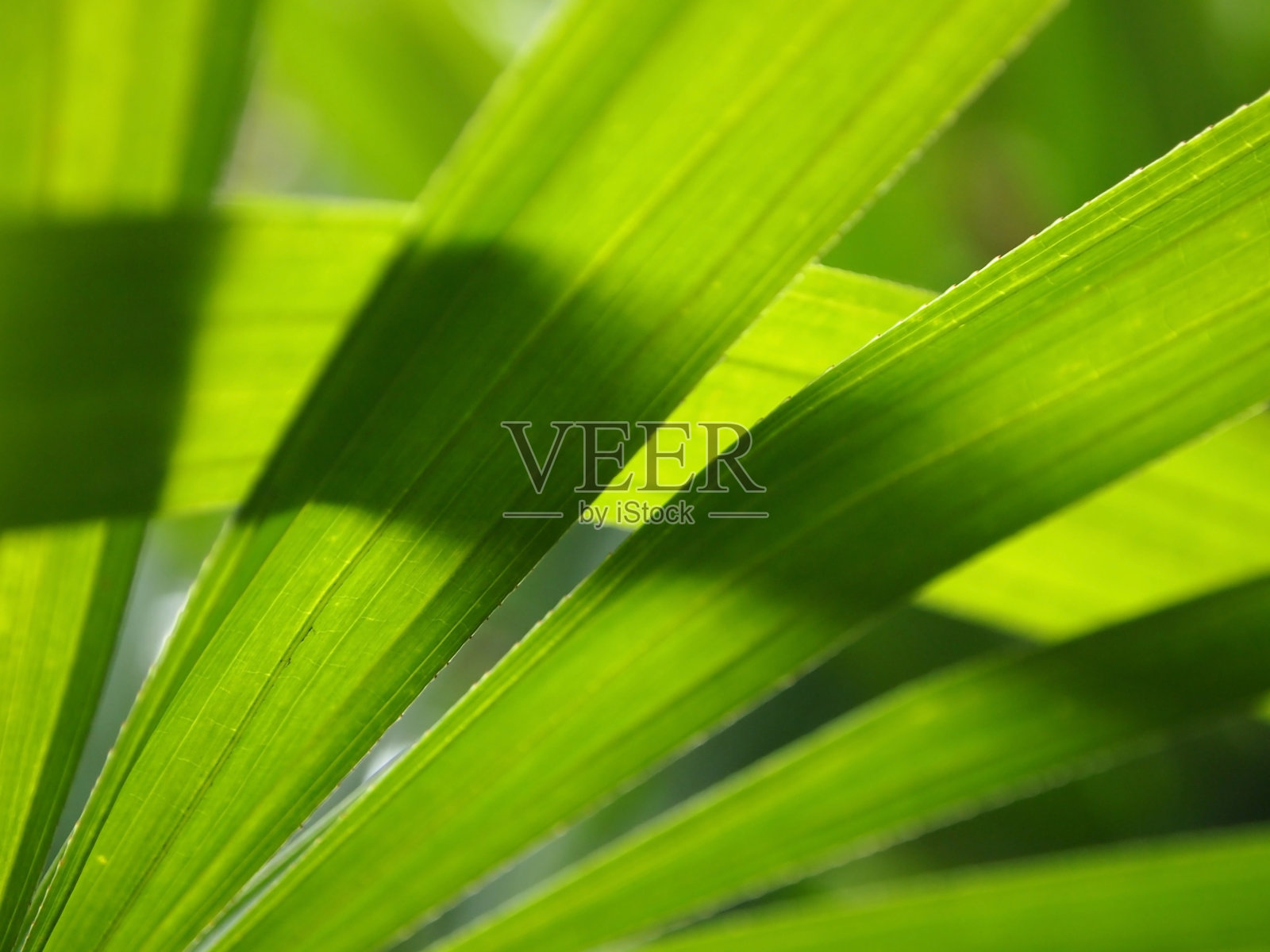 棕榈叶照片摄影图片